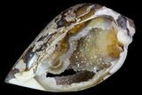 Chalcedony Replaced Gastropod With Druzy Quartz - India #111145-1